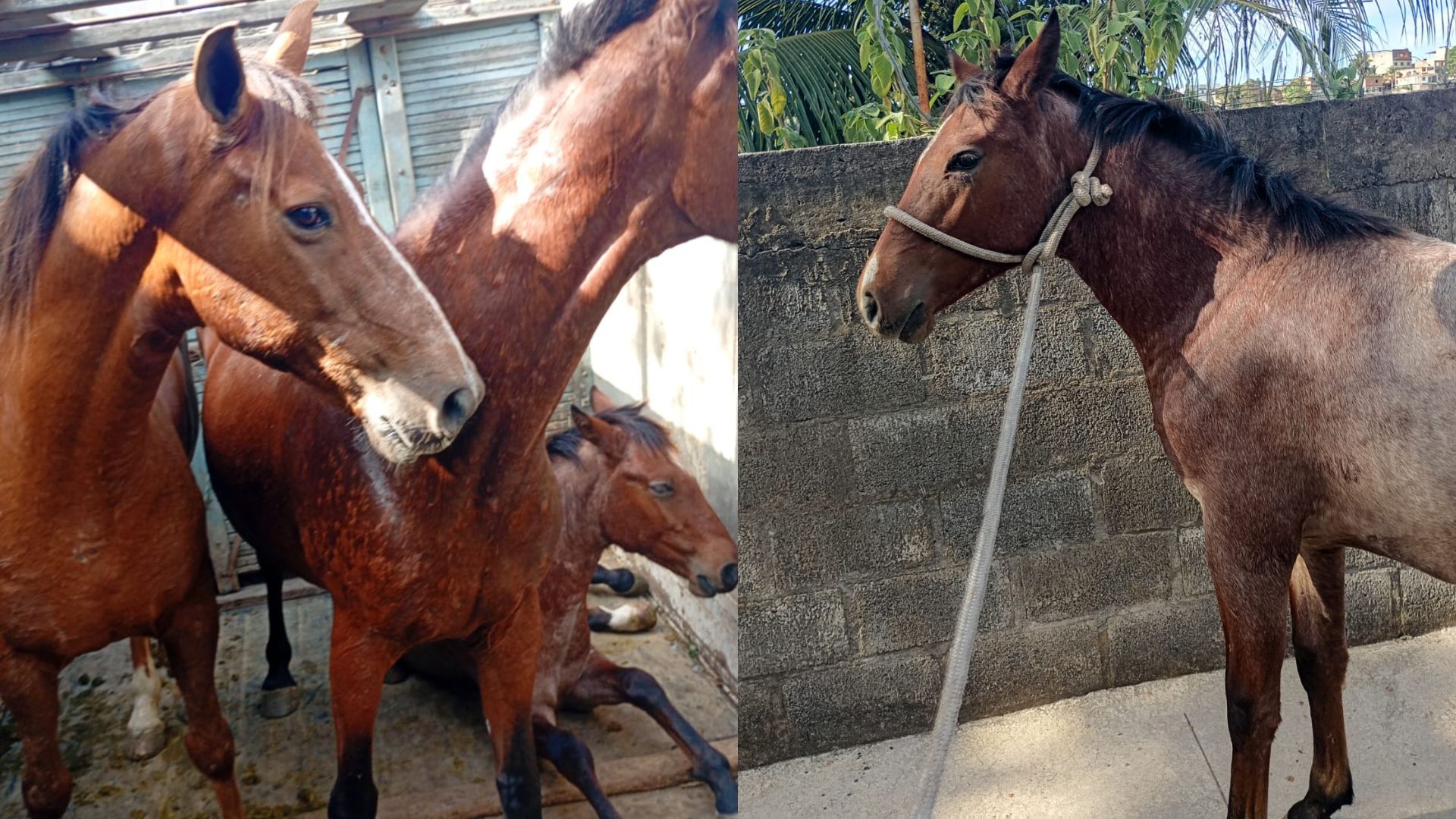 Secretaria de Serviços recolhe três cavalos que estavam soltos em Graúna